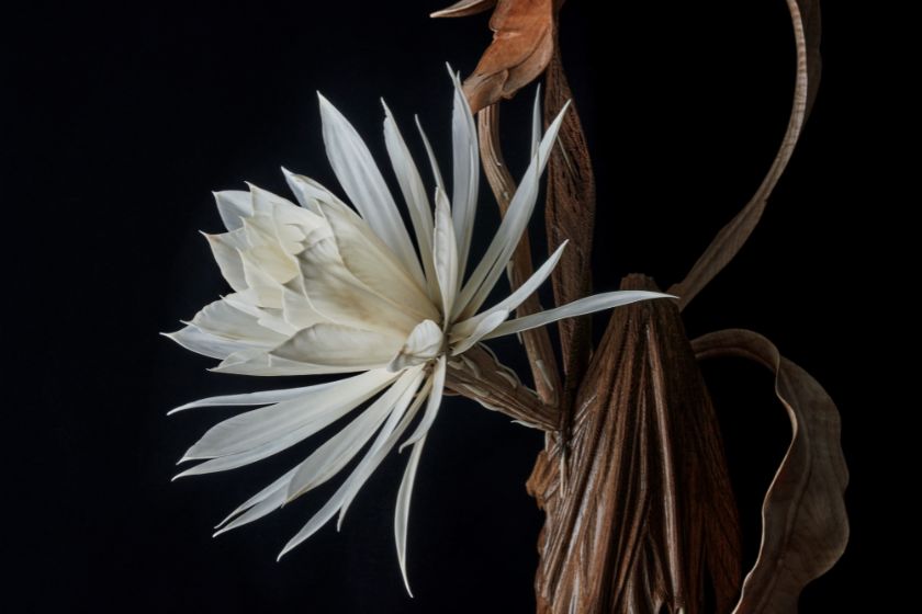大竹さんの一輪の花の写真